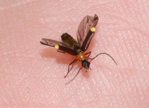 Malthinus rubricollis